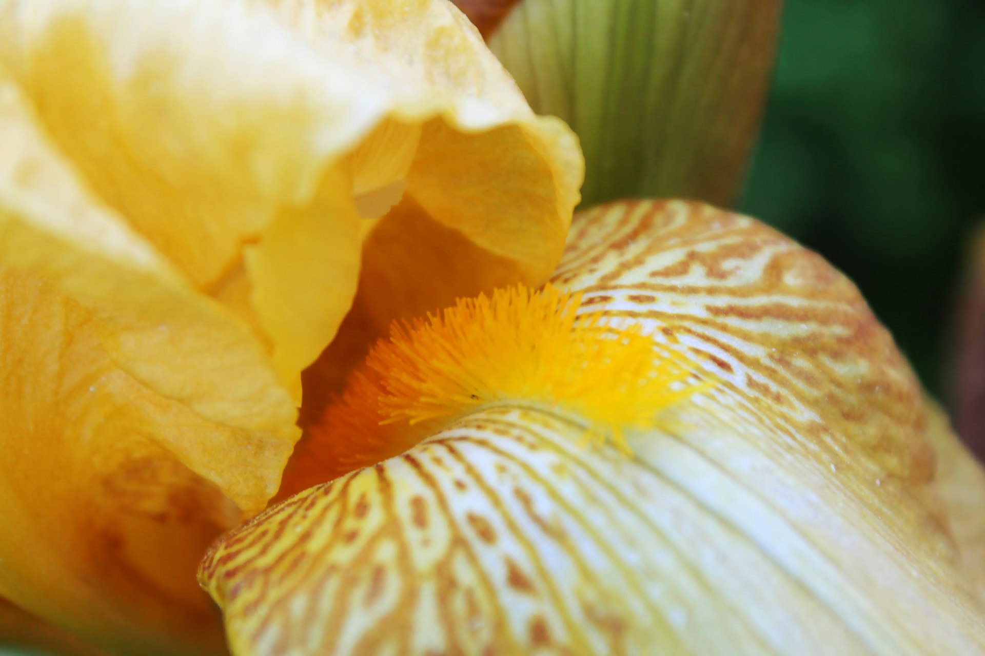 a close up of a yellow and white flower