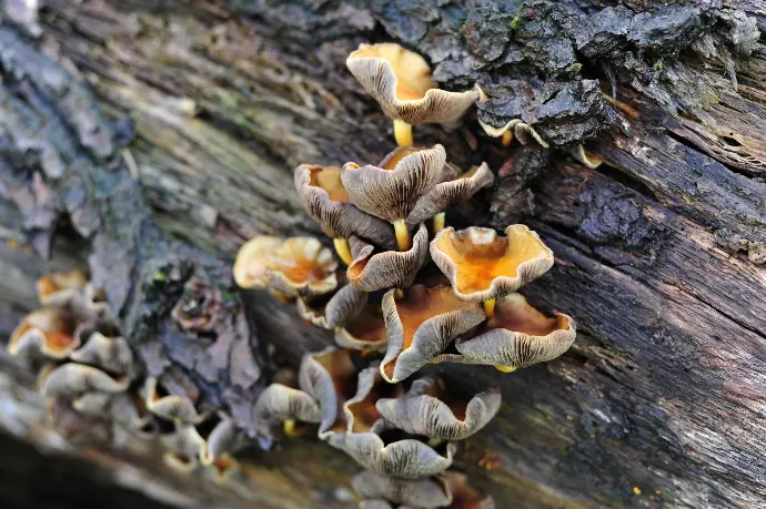 brown mushrooms on brown tree trunk